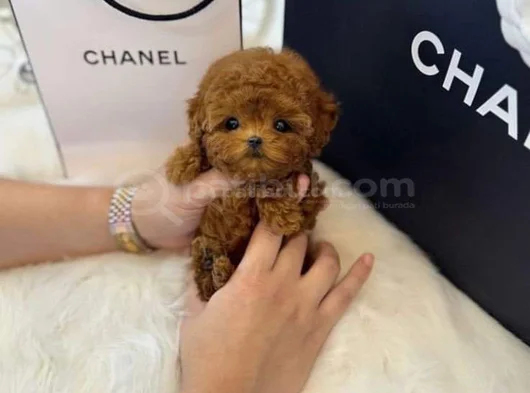 Micro Tea Cup Poodle Yavrularımız görsel