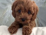 Poodle ayarında maltipoo dişi erkek yavrularımız