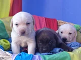 Her Renk Orji̇nal Labrador Retri̇ever Yavrular
