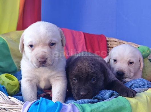 Her Renk Orji̇nal Labrador Retri̇ever Yavrular görsel