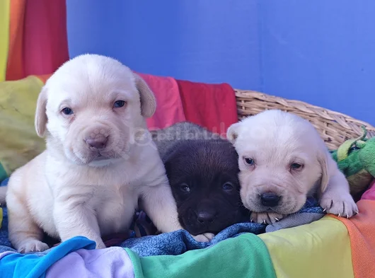 Her Renk Orji̇nal Labrador Retri̇ever Yavrular görsel