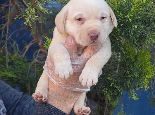 Her Renk Orji̇nal Labrador Retri̇ever Yavrular görsel