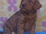 Red Brown Kizil Her Boy Orji̇nal Toy Poodle