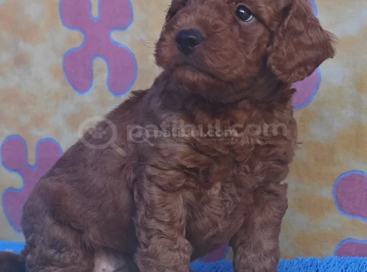 Red Brown Kizil Her Boy Orji̇nal Toy Poodle görsel