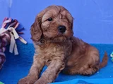 ANNE BABA ORJİNAL COCKAPOO YAVRULAR