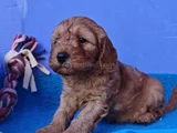 Anne Baba Orji̇nal Cockapoo Yavrular