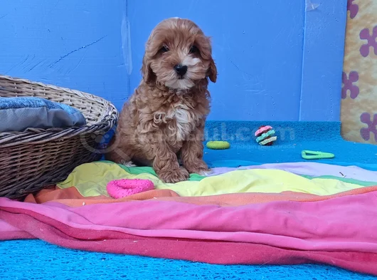 Her Renk Her Boy Orji̇nal Malti̇poo Yavrular görsel