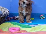 HER RENK HER BOY ORJİNAL MALTİPOO YAVRULAR