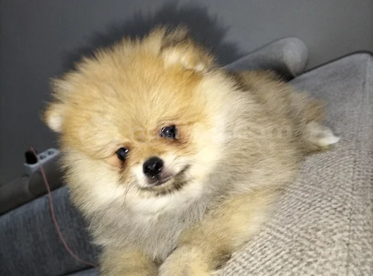 Dişi Pomeranian Boo görsel