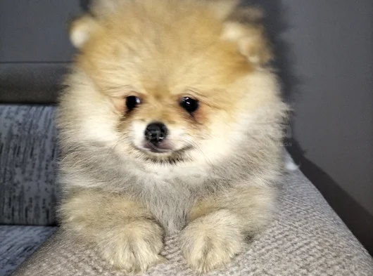 Dişi Pomeranian Boo görsel