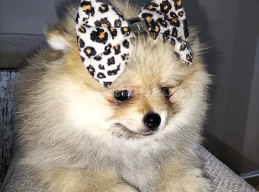 Dişi Pomeranian Boo görsel