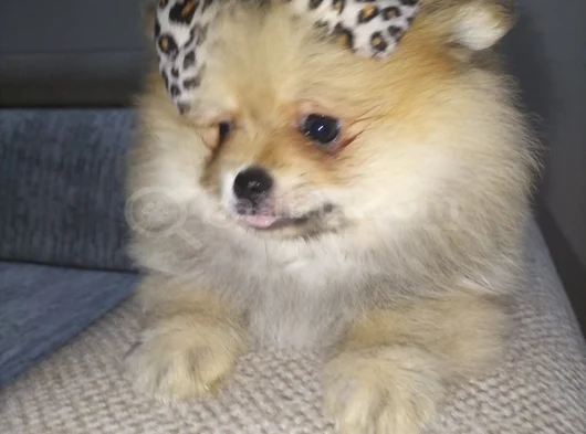 Dişi Pomeranian Boo görsel