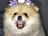 Dişi pomeranian boo
