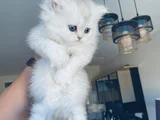 British Longhair Özel Yavrular 