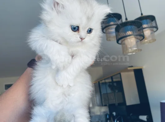 British Longhair Özel Yavrular  görsel