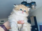 british longhair özel yavrular 