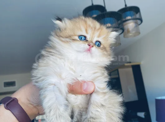 British Longhair Özel Yavrular 