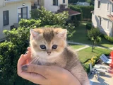 En İyi̇ Kali̇te Golden Bri̇ti̇sh Yavrularimiz