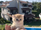 EN İYİ KALİTE GOLDEN BRİTİSH YAVRULARIMIZ