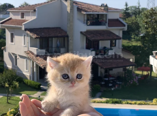 En İyi̇ Kali̇te Golden Bri̇ti̇sh Yavrularimiz