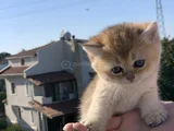 En İyi̇ Kali̇te Golden Bri̇ti̇sh Yavrularimiz