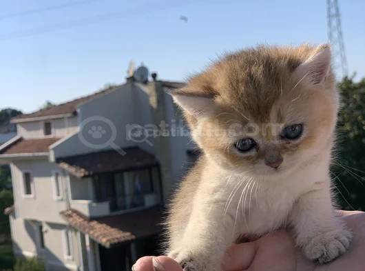 En İyi̇ Kali̇te Golden Bri̇ti̇sh Yavrularimiz görsel