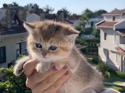 En İyi̇ Kali̇te Golden Bri̇ti̇sh Yavrularimiz görsel