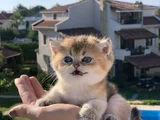En İyi̇ Kali̇te Golden Bri̇ti̇sh Yavrularimiz