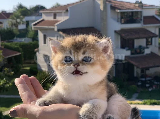 En İyi̇ Kali̇te Golden Bri̇ti̇sh Yavrularimiz görsel
