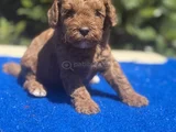 Show Kalıte Sağlık Garantili Podel Bebekler