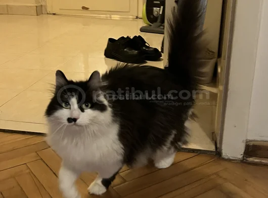 Kendini Insan Zanneden Kedim Nalan görsel