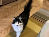 Kendini Insan Zanneden Kedim Nalan
