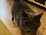 Evin Şaşkın Kedisi Şükrü