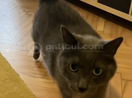 Evin Şaşkın Kedisi Şükrü görsel