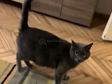 Evin Şaşkın Kedisi Şükrü