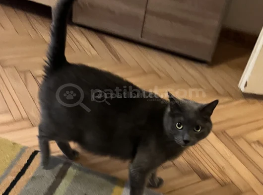 Evin Şaşkın Kedisi Şükrü görsel
