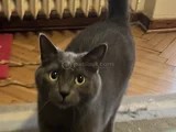 Evin şaşkın kedisi Şükrü