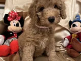 Poodle Dişi Erkek Ev Ortamında Bakılmakta
