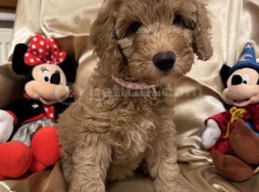 Poodle Dişi Erkek Ev Ortamında Bakılmakta görsel