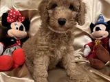 Poodle Dişi Erkek Ev Ortamında Bakılmakta