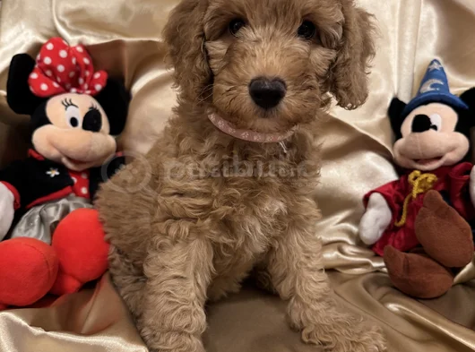 Poodle Dişi Erkek Ev Ortamında Bakılmakta görsel