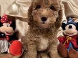 Poodle Dişi Erkek Ev Ortamında Bakılmakta
