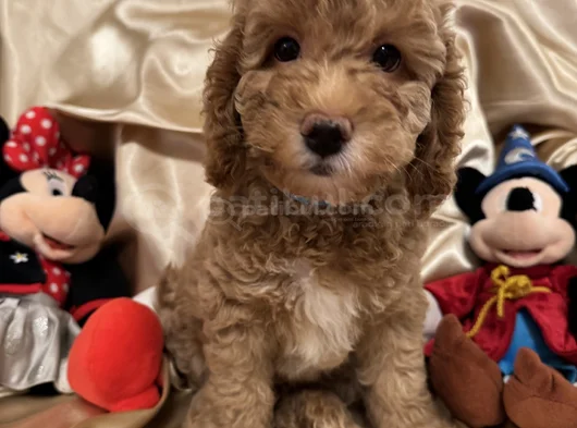 Poodle Dişi Erkek Ev Ortamında Bakılmakta görsel