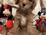 Poodle Dişi Erkek Ev Ortamında Bakılmakta