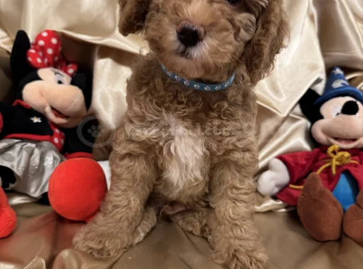 Poodle Dişi Erkek Ev Ortamında Bakılmakta görsel
