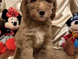 poodle dişi Erkek Ev Ortamında bakılmakta