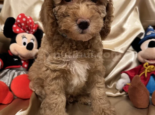 Poodle Dişi Erkek Ev Ortamında Bakılmakta