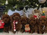 Zeki Ve Eğitilebilir Toy Poodle Bebekler