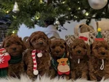 Zeki Ve Eğitilebilir Toy Poodle Bebekler