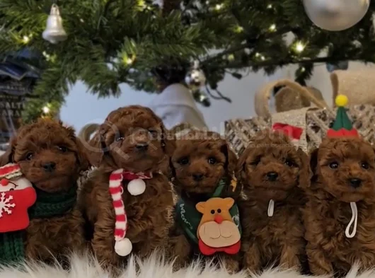 Zeki Ve Eğitilebilir Toy Poodle Bebekler görsel